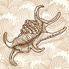 Sea shell
