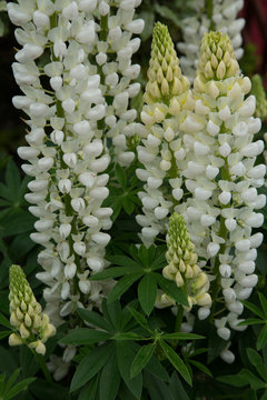 White lupin noble maiden