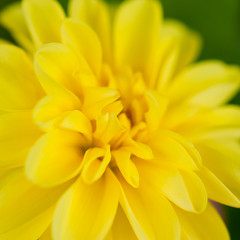 Fototapeta premium Yellow Beauty