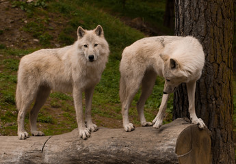 two wolves