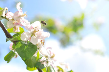 Apple tree blooming