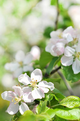 Apple tree blooming