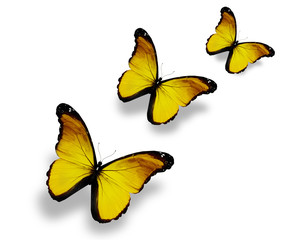 Three yellow butterflies, isolated on white