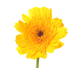 gerbera