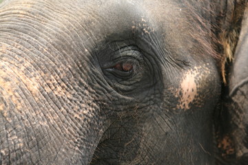 Nahaufname Auge Elefant