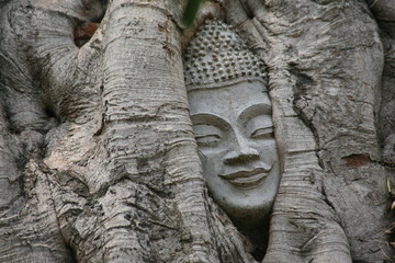 Buddhakopf in Baum eingewachsen