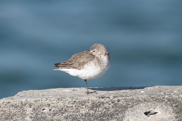 Dunlin (Calidris alpina)