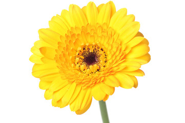 gerbera