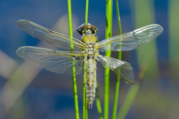 Dragon fly