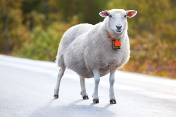 Moutons marchant sur la route