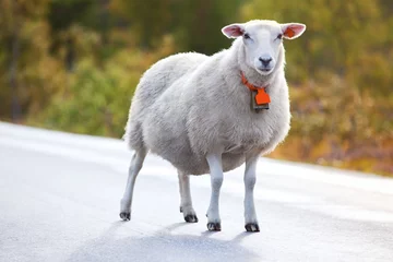 Crédence de cuisine en plexiglas Moutons Moutons marchant sur la route