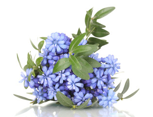 Muscari - hyacinth isolated on white