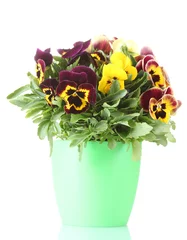 Fotobehang Viooltje beautiful violet pansies in flowerpot isolated on a white .  © Africa Studio