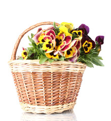 beautiful violet pansies in basket isolated on a white .