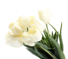 beautiful tulips isolated on white.