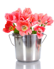beautiful pink tulips in bucket isolated on white.
