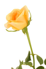 beautiful rose isolated on white