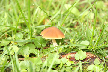 Mushroom in grass close-up