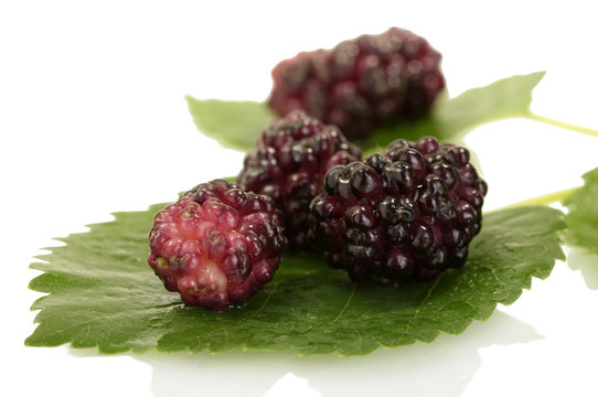 mulberry leaves and berries on white background close-up
