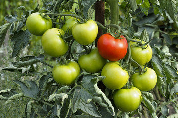 fresh organic tomatoes