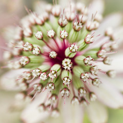 Masterwort or Astrantia flower in summer - 42333341