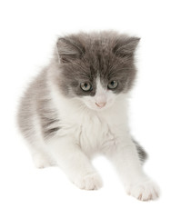 Obraz premium Grey and white kitten