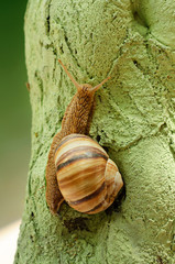 Helix pomatia (grape snail)