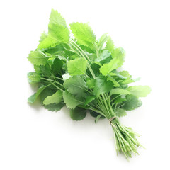 Fototapeta premium Lemon Balm