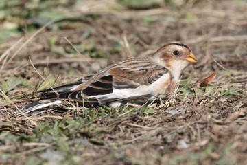 Snow Bunting In A Field