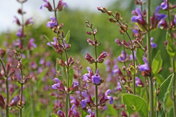 Garden sage - Salvia officinalis