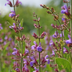 Garden sage - Salvia officinalis