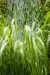 Pampas grass in the morning rain