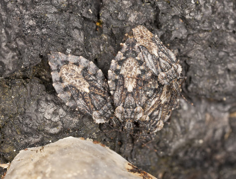 Mating hemipterons on burnt bark, macro photo