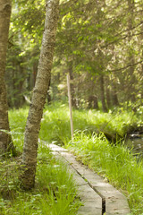 Wooden footpath leading through forest