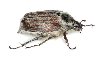 Maybug, melolontha hippocastani isolated on white background