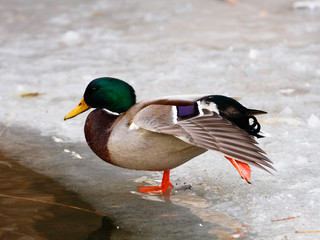 mallard