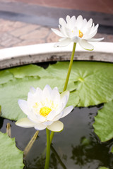 blooming white lotus flower