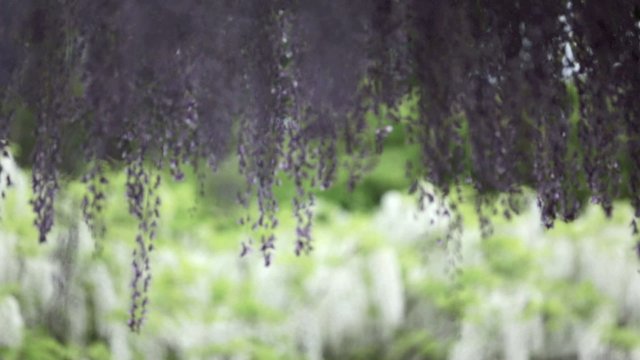 藤の花　ピント送り