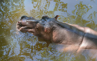 The hippopotamus. On the bright midday sun hippopotamus in water