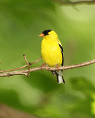 Male American Goldfinch (Spinus tristis)