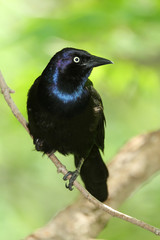Male Common Grackle (Quiscalus quiscula) Hunting For Food in a Maple Tree - Ontario, Canada