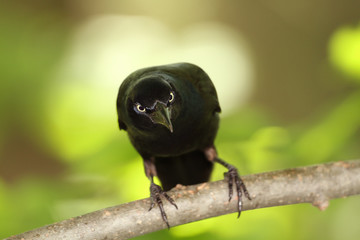 Male Common Grackle (Quiscalus quiscula) Hunting For Food in a Maple Tree - Ontario, Canada