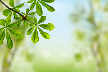 Fototapeta na wymiar chestnut green leaves on spring background