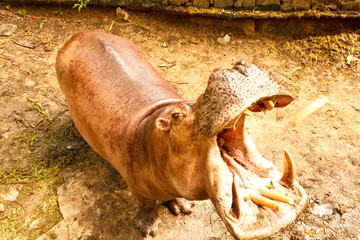 Hippo in closeup