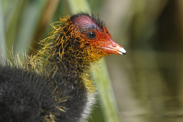 Common Coot Chick