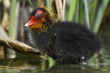 Eurasian Coot Chick