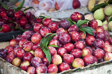 wild red plum from sapa