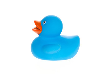 Blue duck isolated