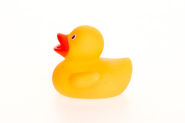 Orange duck isolated