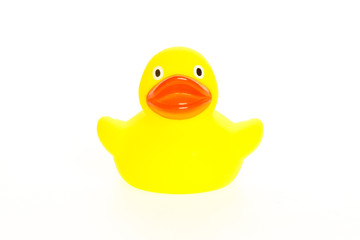 Yellow duck isolated